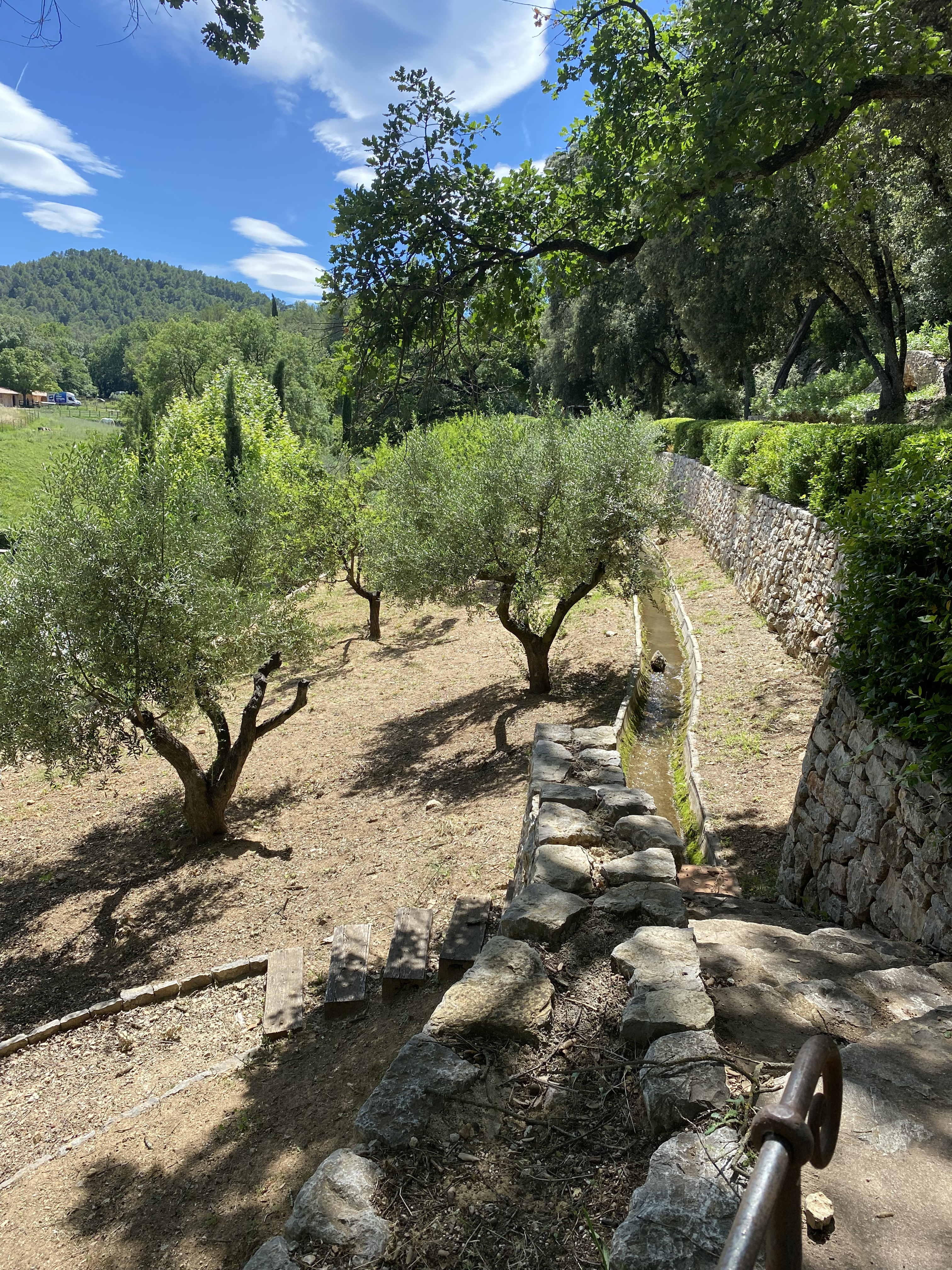 Oliviers dans le paysage provençal